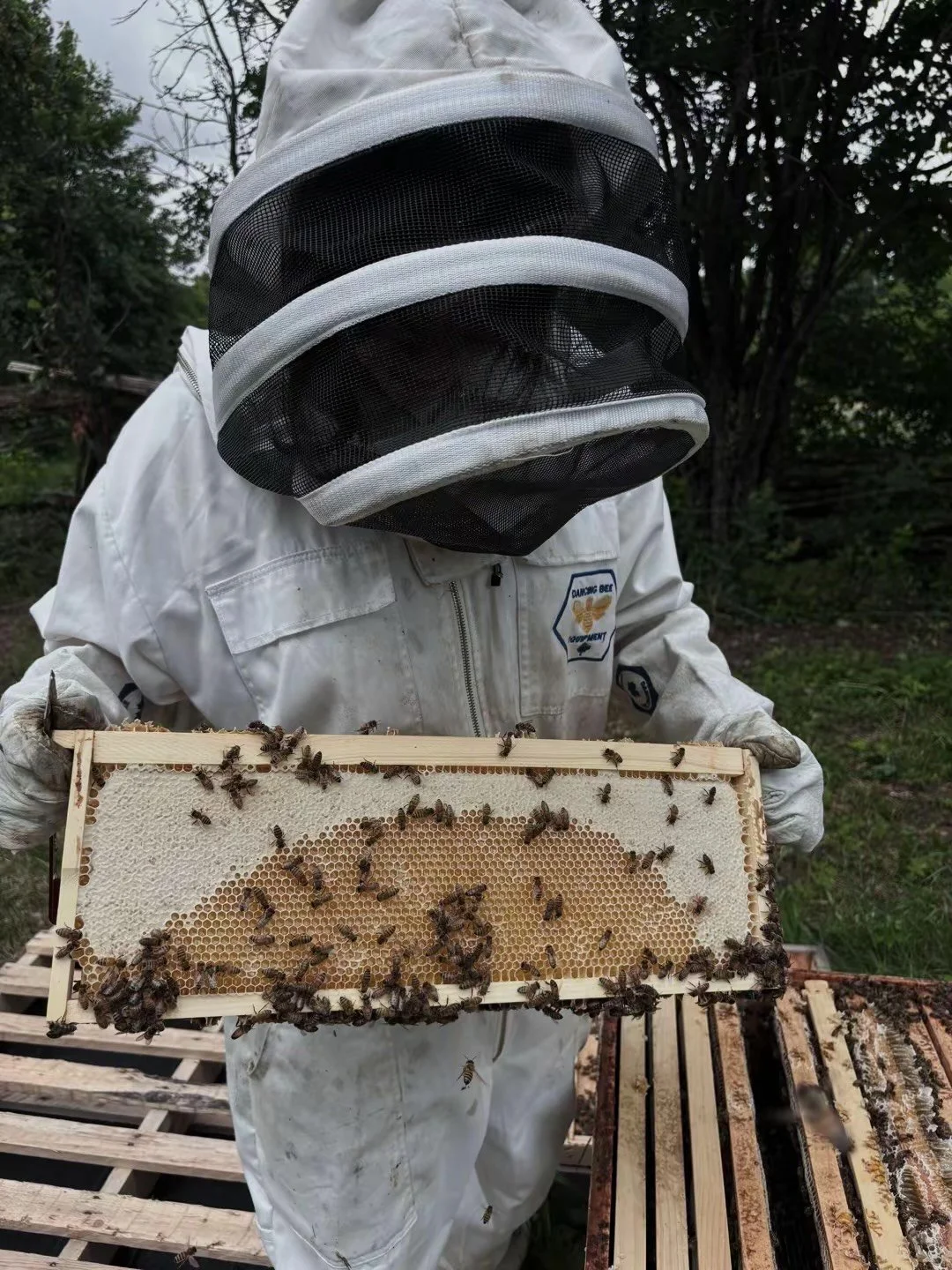 Beekeeper in protective suit and veiled hat holding a honeycomb frame with bees on it outdoors.