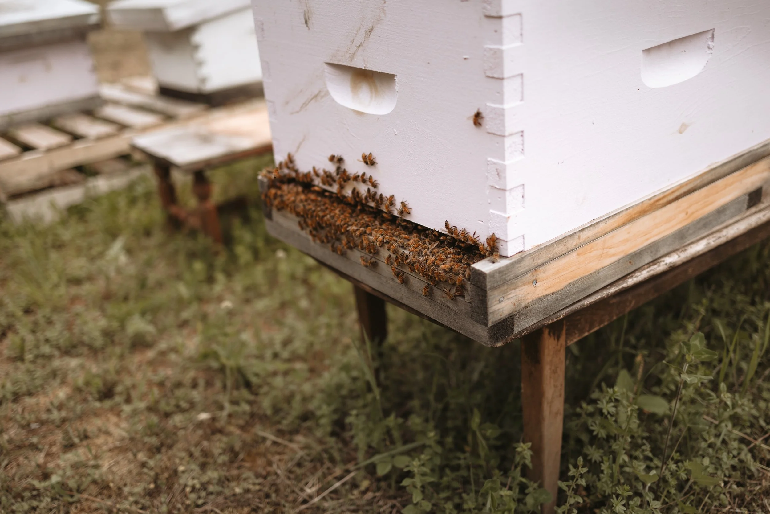 A beehive on a wooden stand with many bees gathering at the entrance, situated outdoors on a grassy area.
