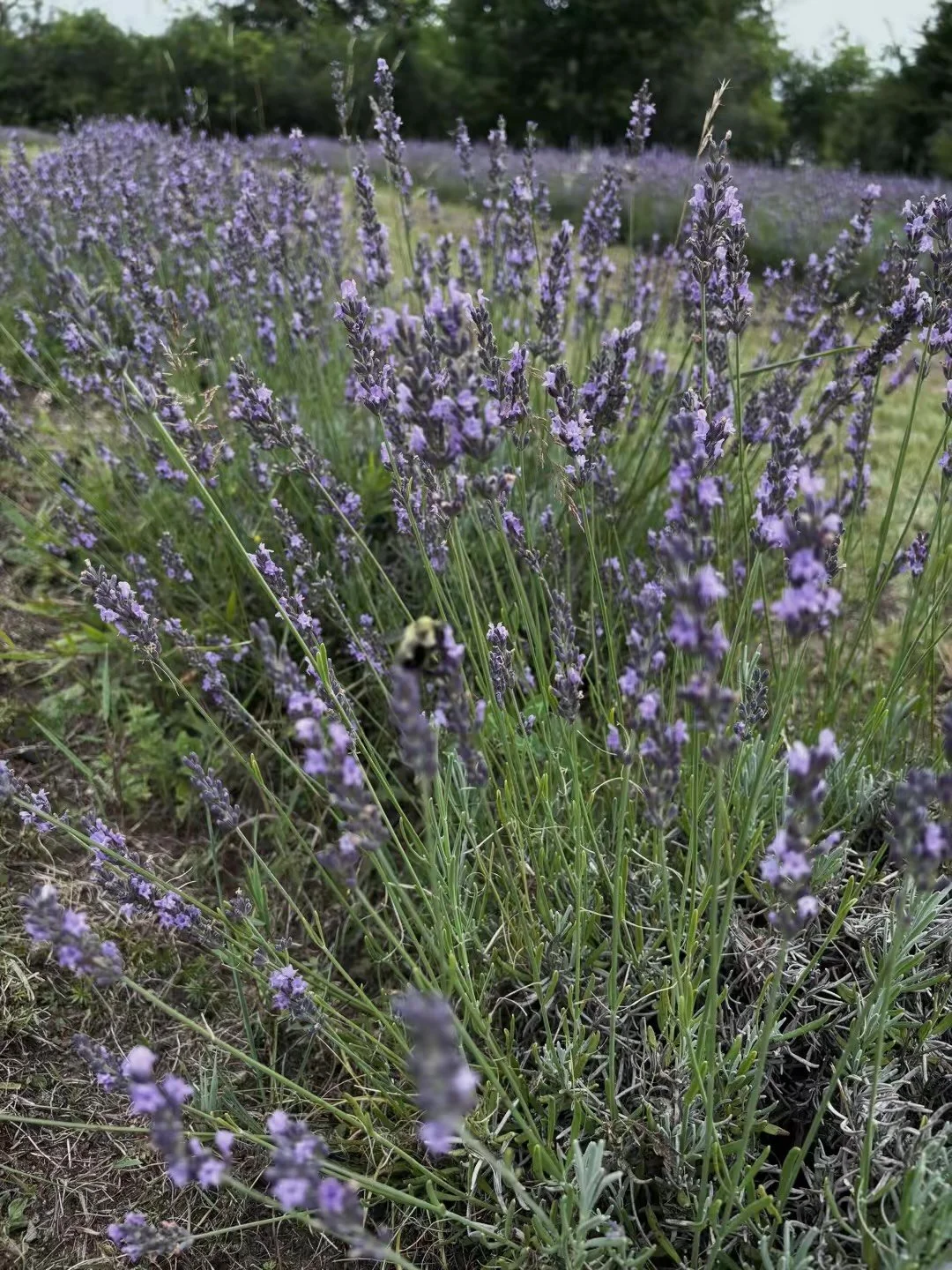 Close-up of a lavender field with purple flowers, a bee collecting nectar, and green trees in the background.