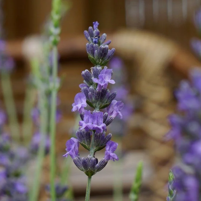 Close-up of a lavender flower spike with purple blossoms and green stems in a garden setting.