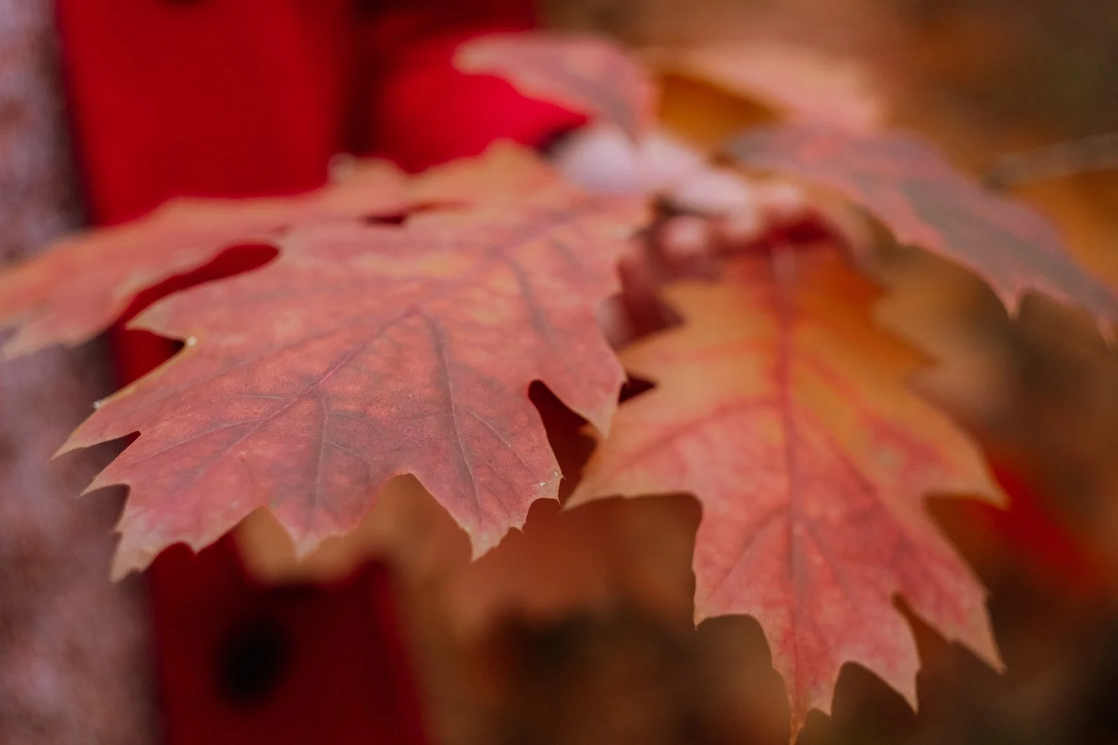 Herfstbladeren in rood en oranje kleur.