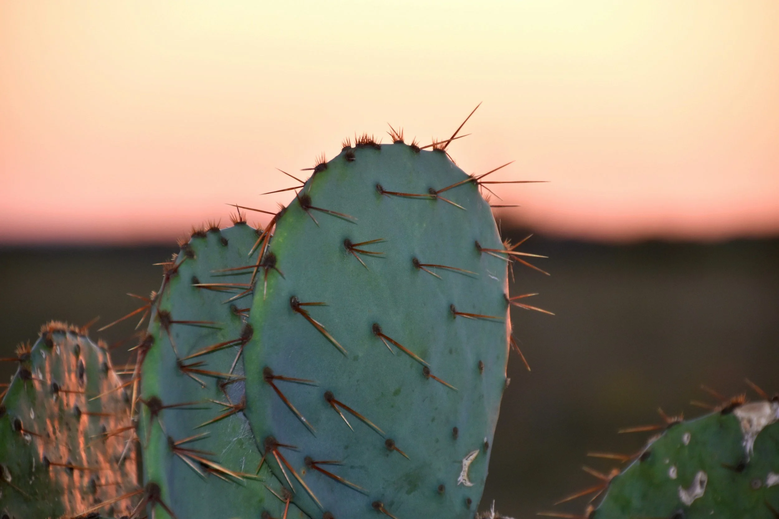 Close-up of a prickly pear cactus pad with sharp spines, against a blurred sunset background.