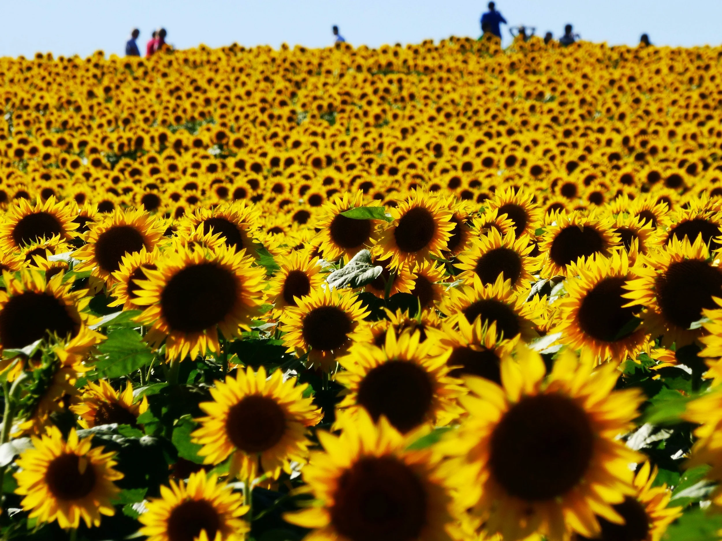 A vast field of blooming sunflowers with people walking along the ridge at the top, under a clear blue sky.