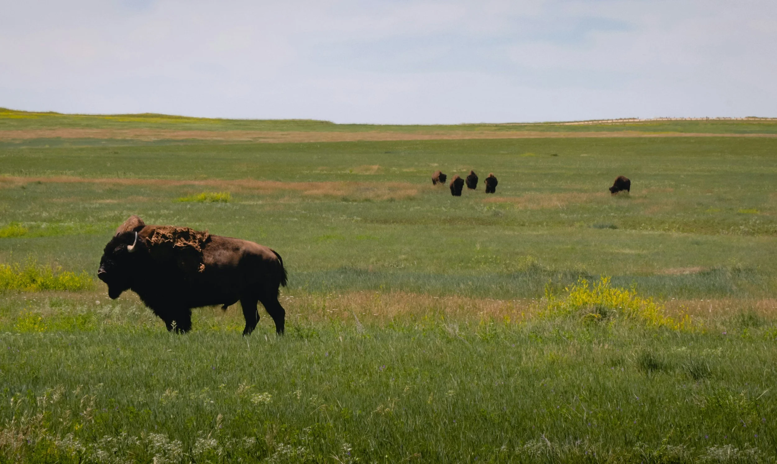 A herd of bison grazing on a wide, grassy plain with a partly cloudy sky above.