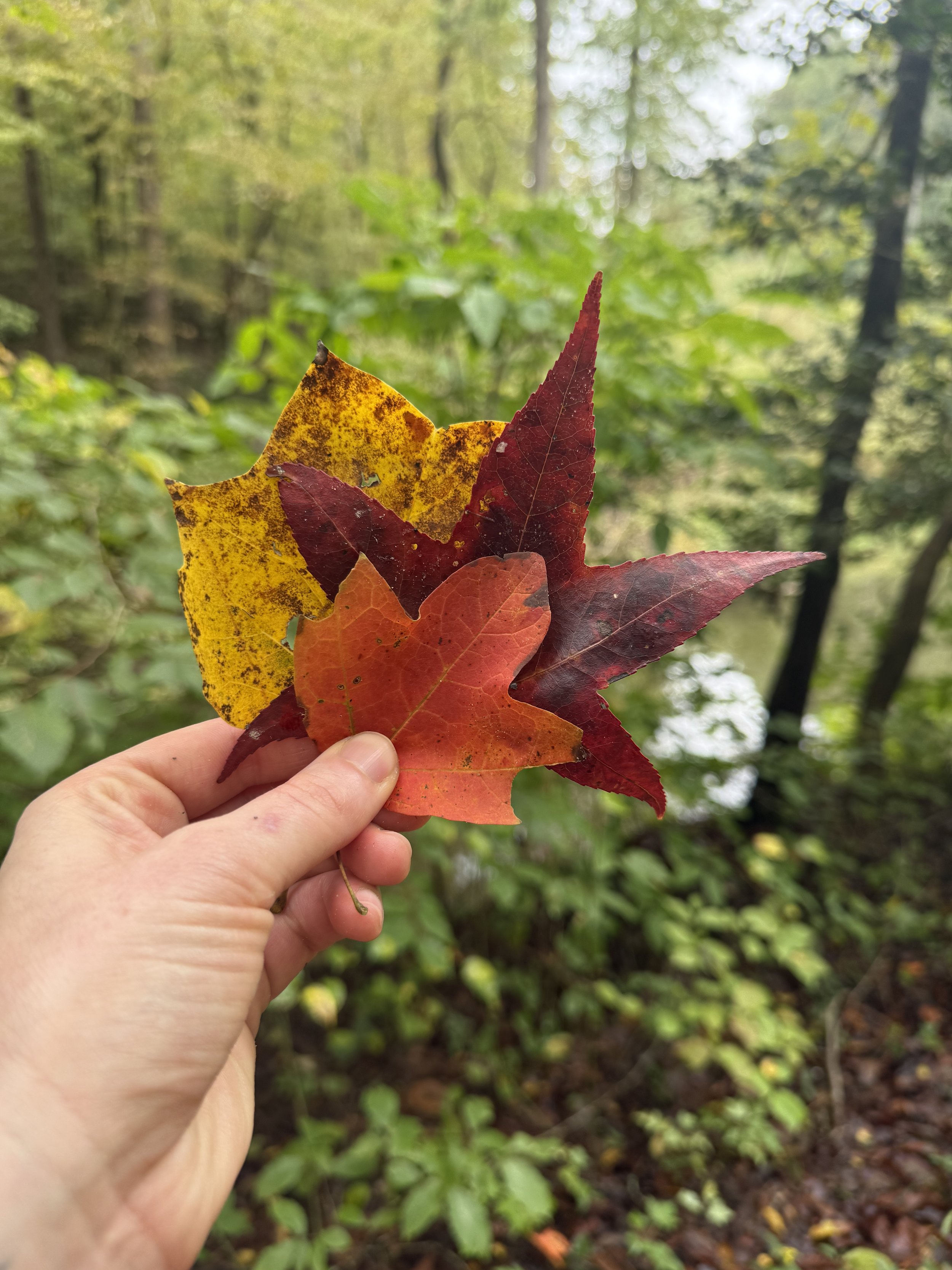 Hand holding three colorful fall leaves in a wooded area with trees and a small creek in the background.