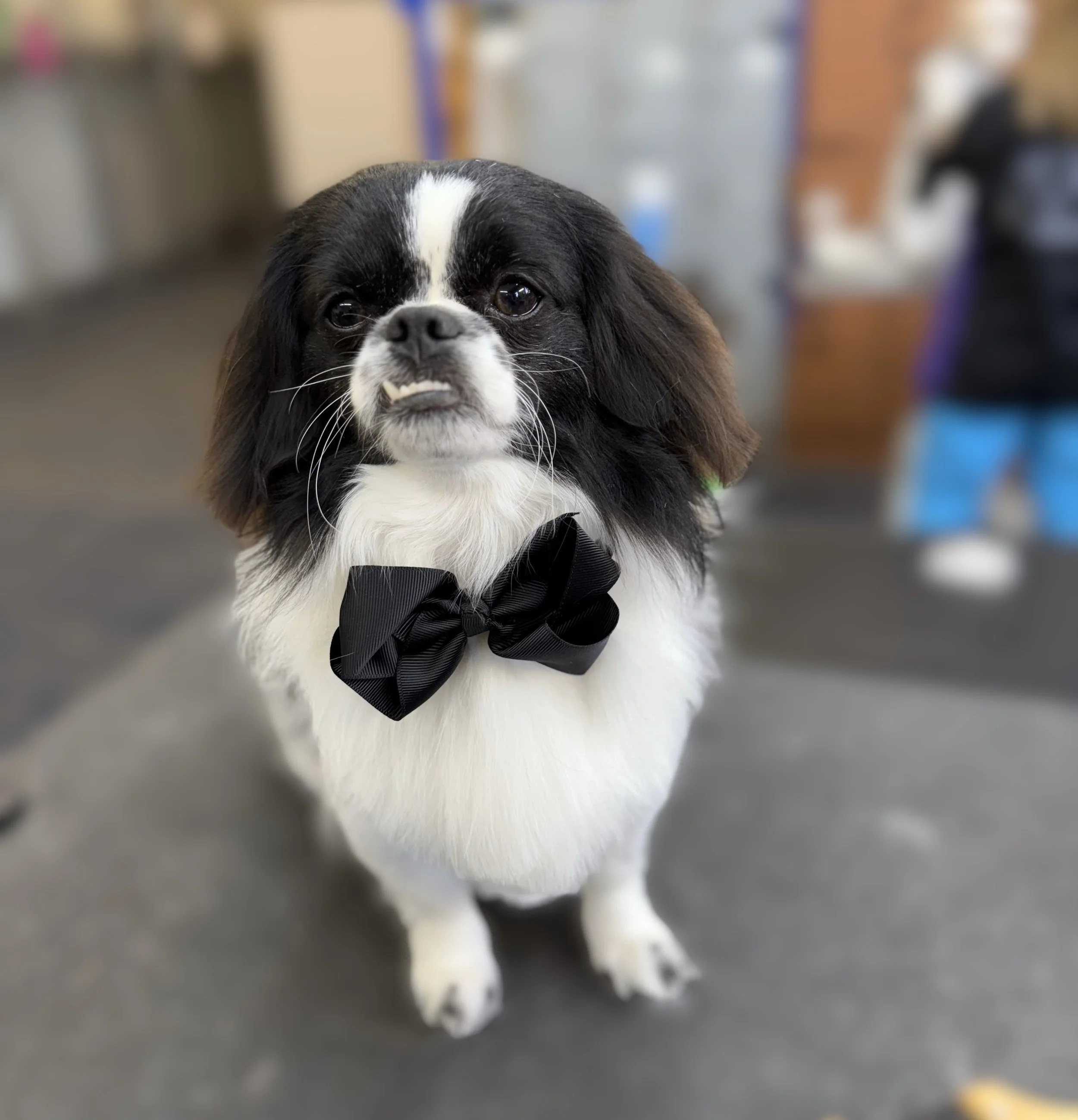 A black and white dog wearing a black bow tie, sitting on a gray floor with a blurred background.