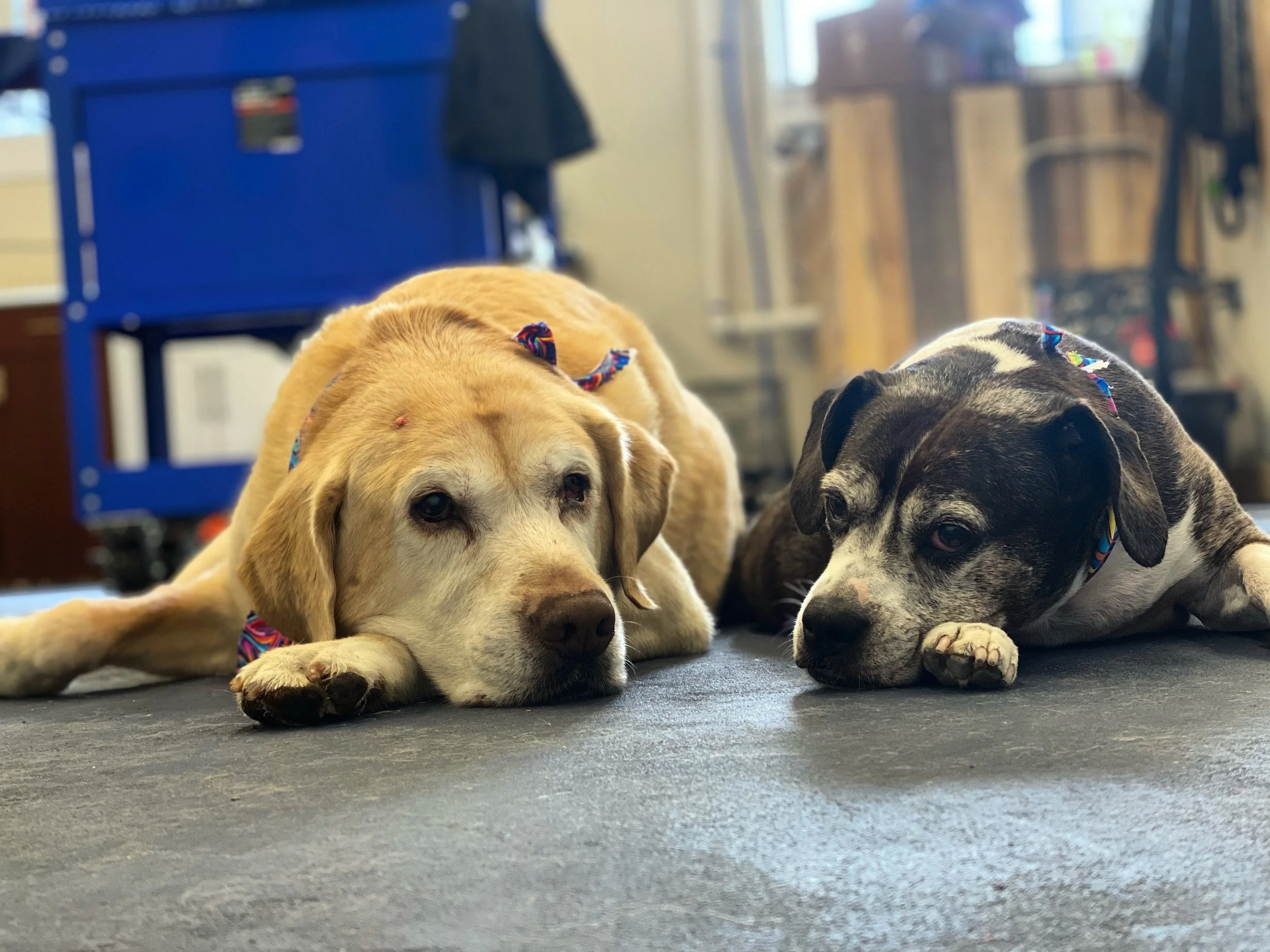 Two dogs lying on a dark surface indoors.