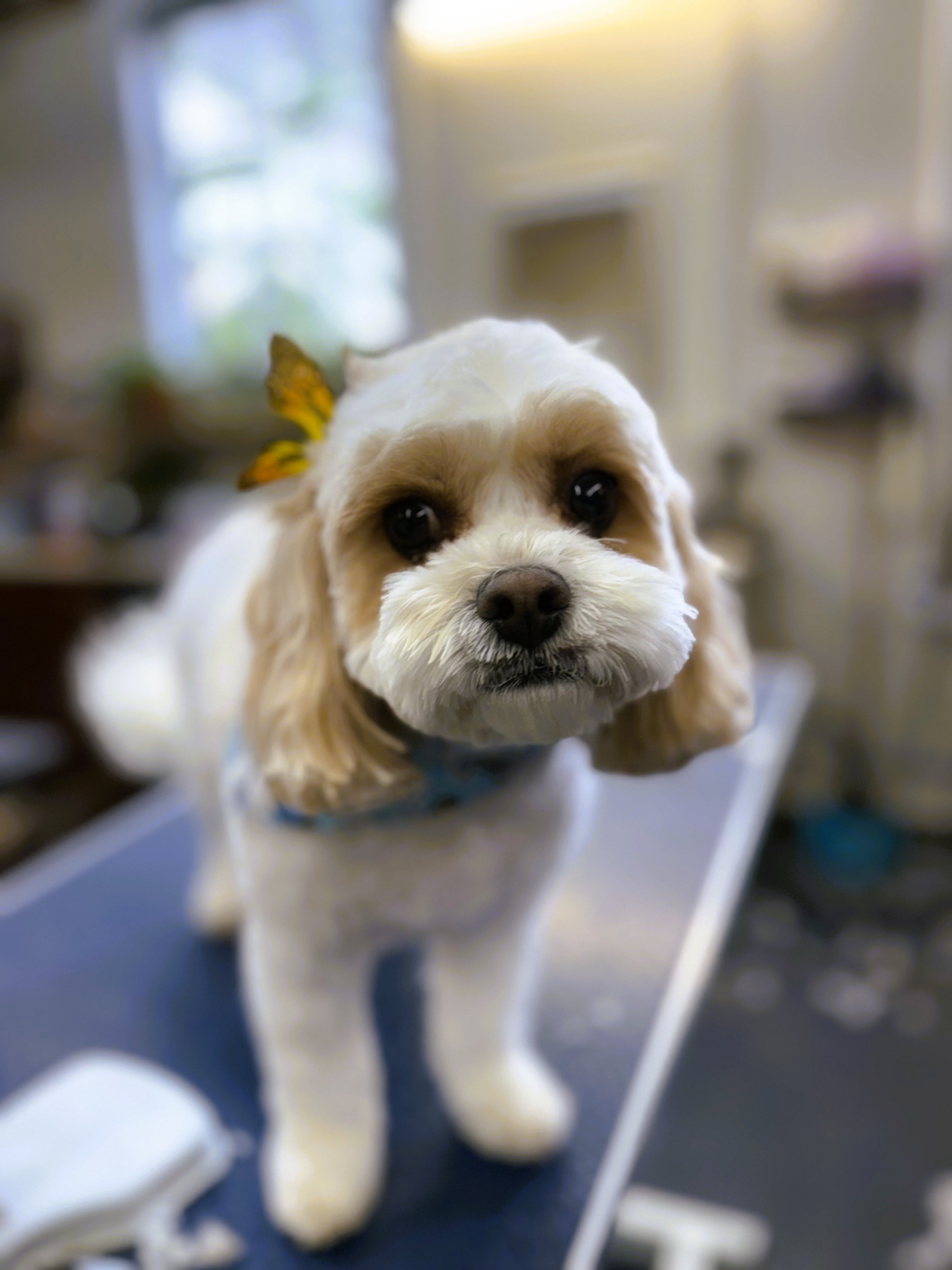 Close-up of a cute dog with a yellow bow on its head.