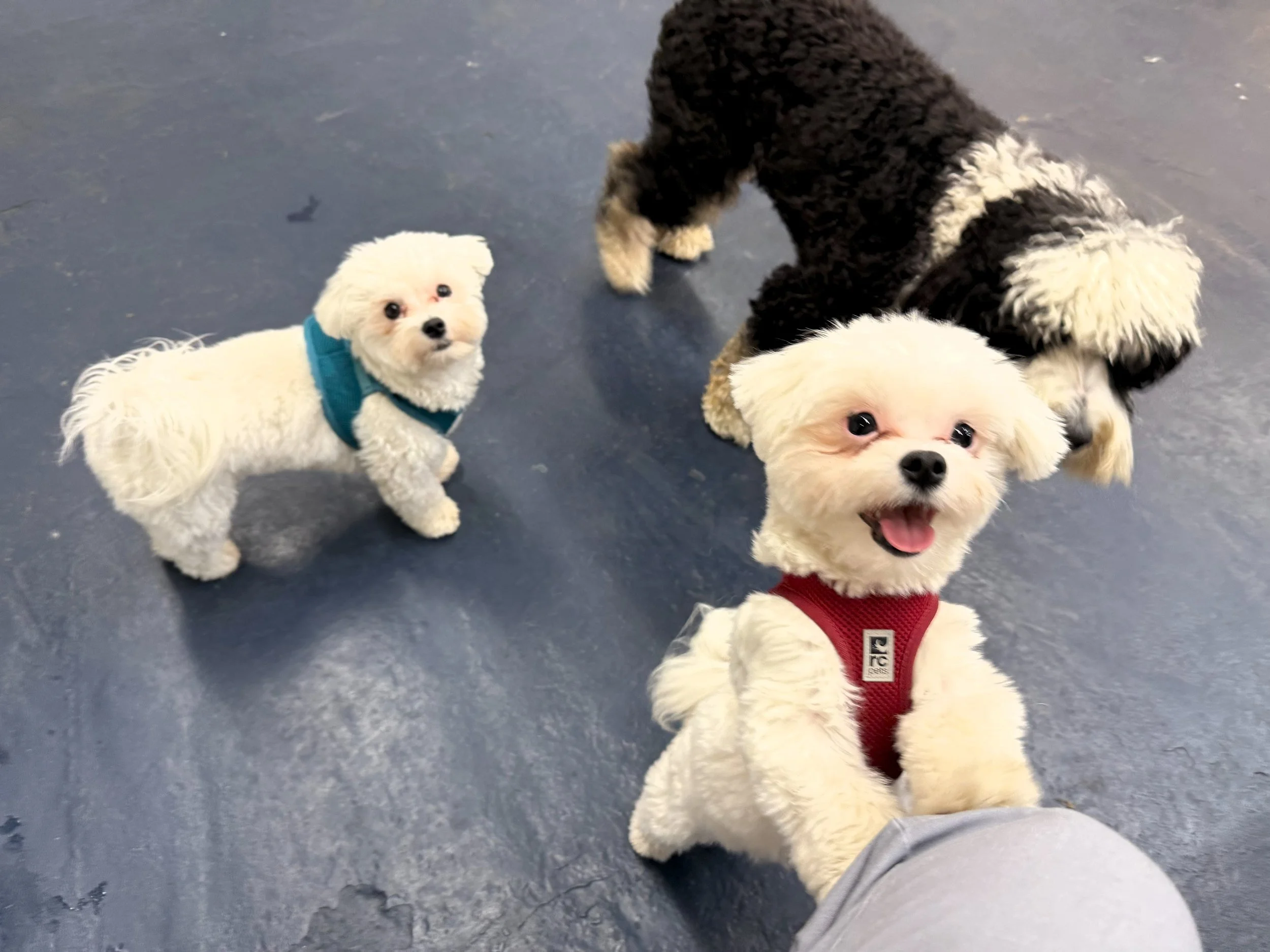 Three small dogs on a dark blue indoor floor, one white fluffy dog with a red harness smiling and a small white dog with a teal harness looking at the camera, and a larger black and white dog in the background.