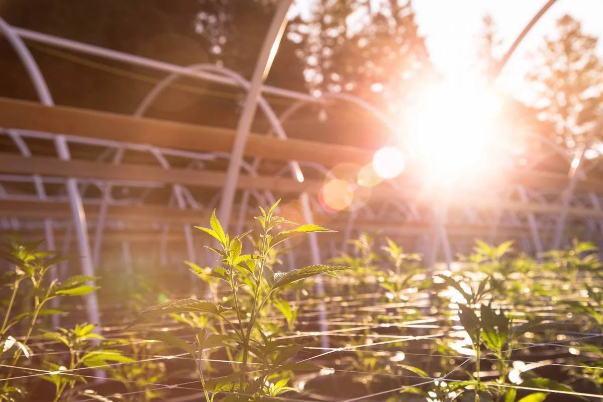 New regulations may spark Canada’s craft cannabis revolution