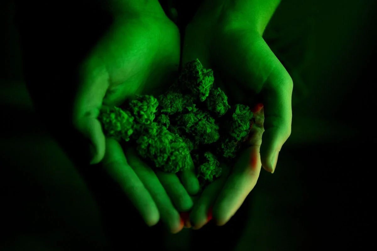 Craft cannabis growers say better bud will be key to thriving in the legal market