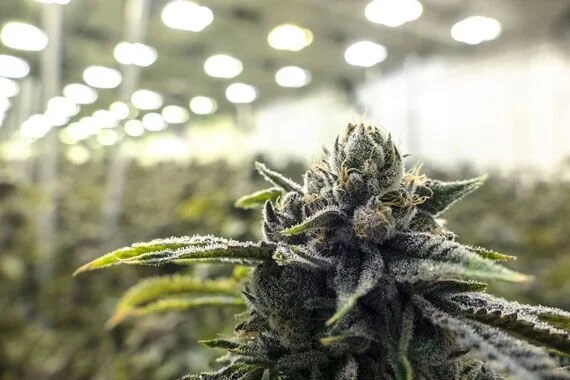 Cannabis: les experts s'attendent à d'autres coupes d'emplois