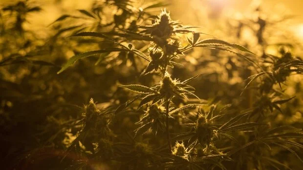 Lifford rebrands to Mercari ahead of launch of Cannabis 2.0 products   