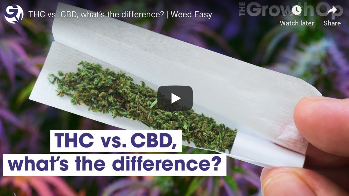 Is CBD the new THC?