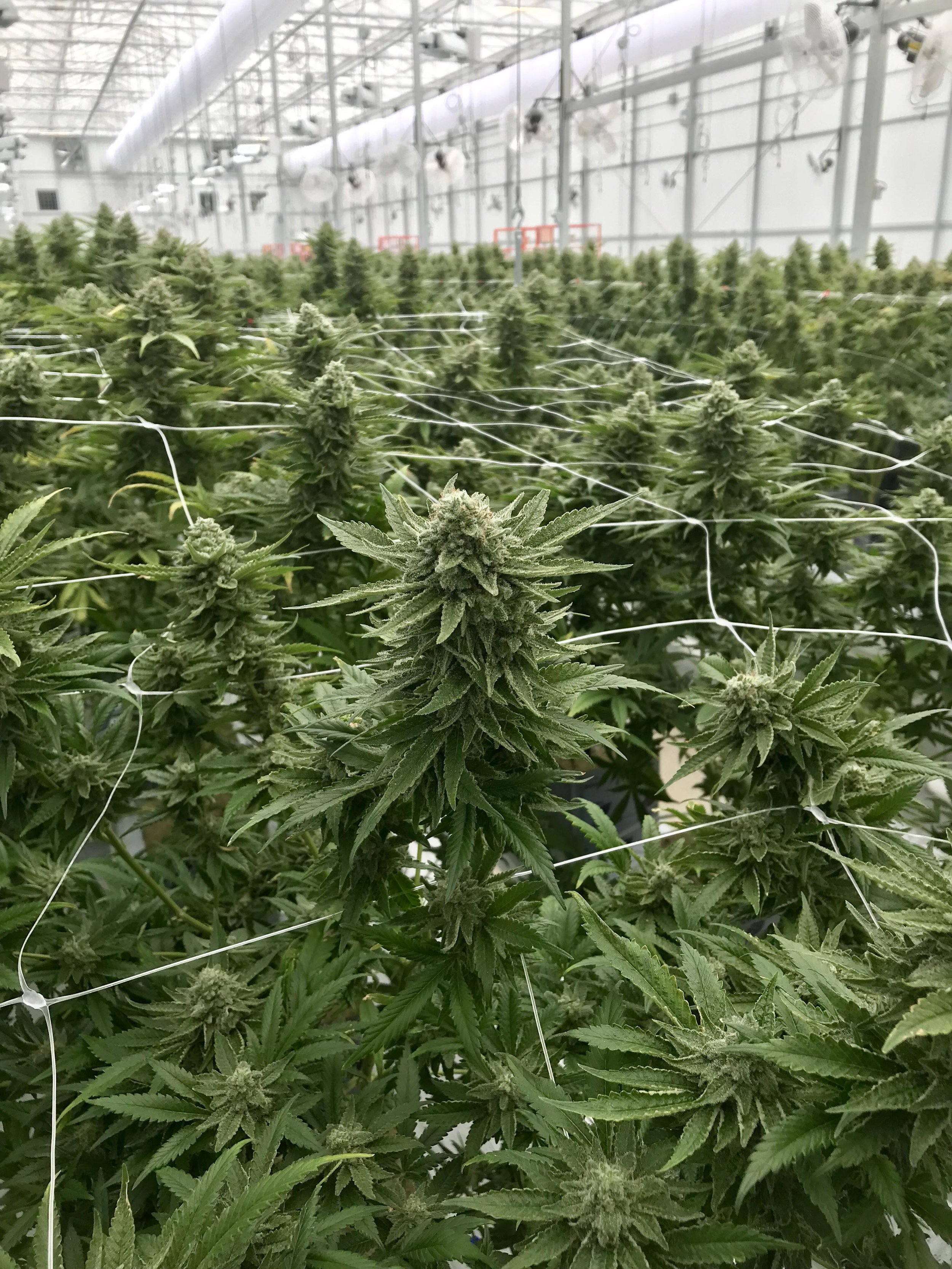 On judging cannabis, then and now