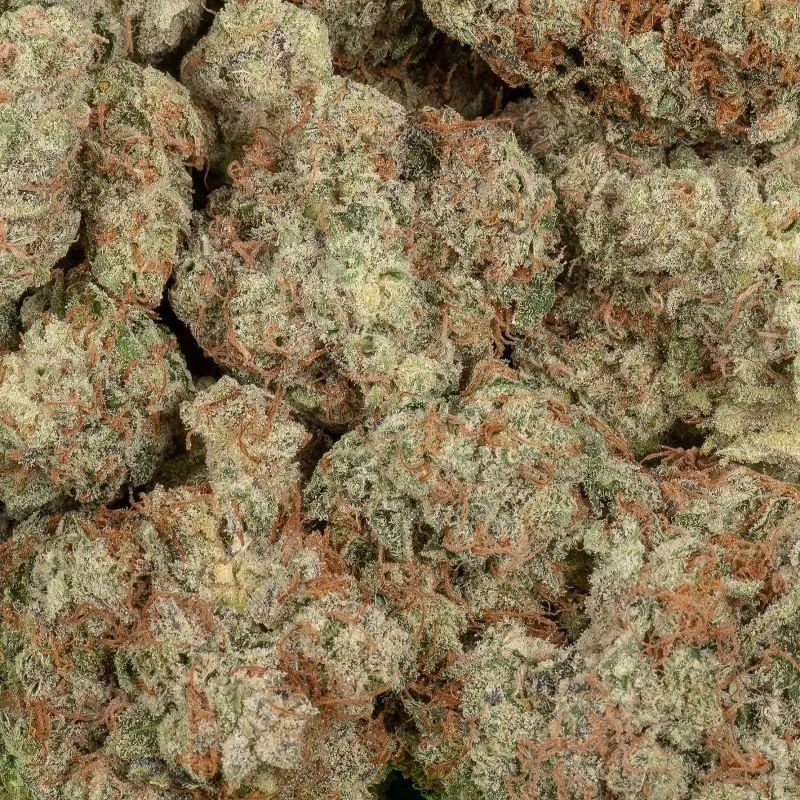 GSCInnovation_14DayCuring.jpg