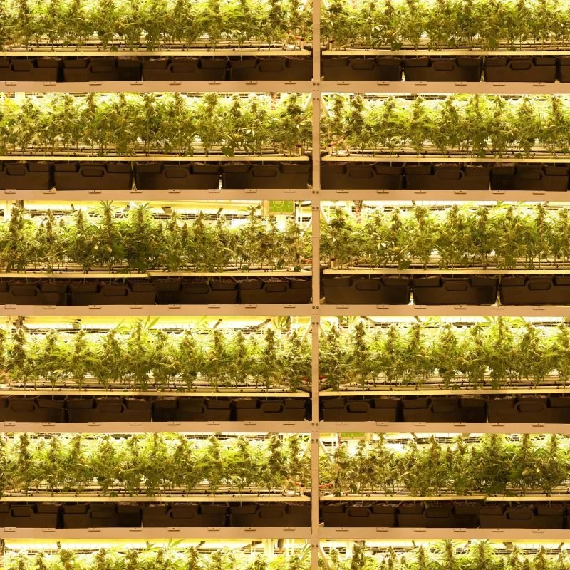 GSCInnovation_6TieredGrowRooms.jpg