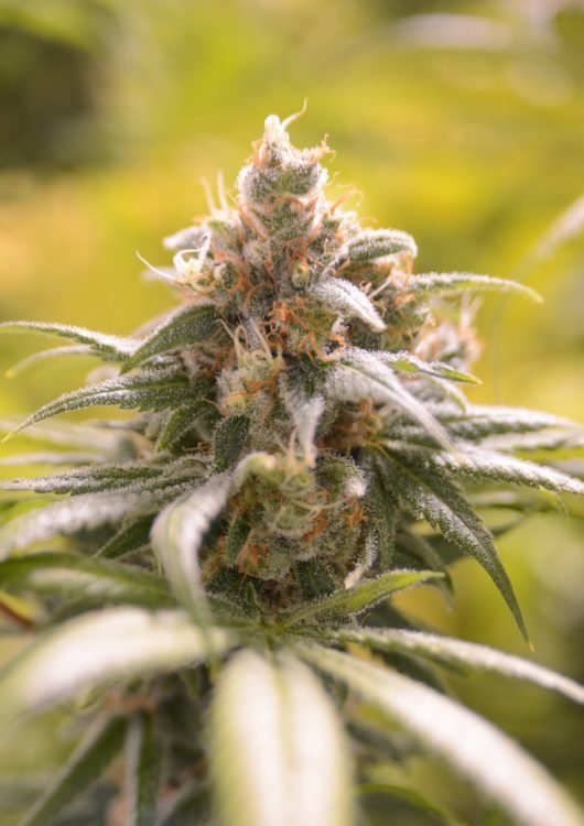 ggf-orange-barb-close-plant-1-530x750.jpg
