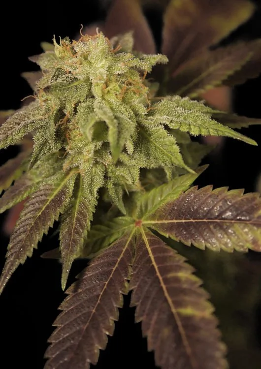 ggf-rene-plant-530x750.jpg