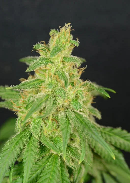 ggf-cbd-rene-plant-530x750.jpg