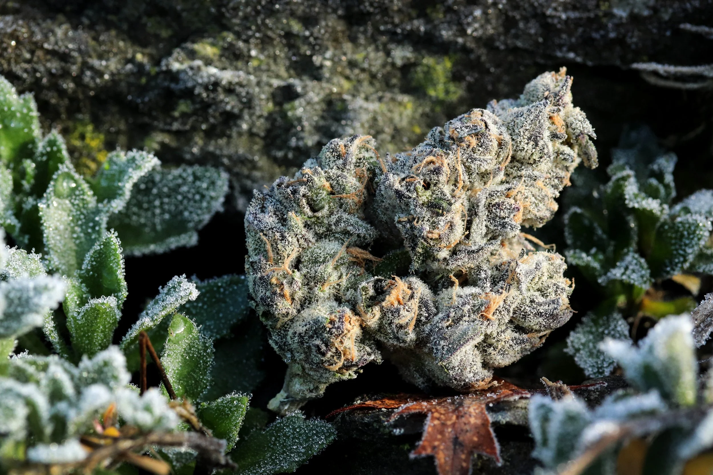 granddaddy gelatti 167_comp.jpg