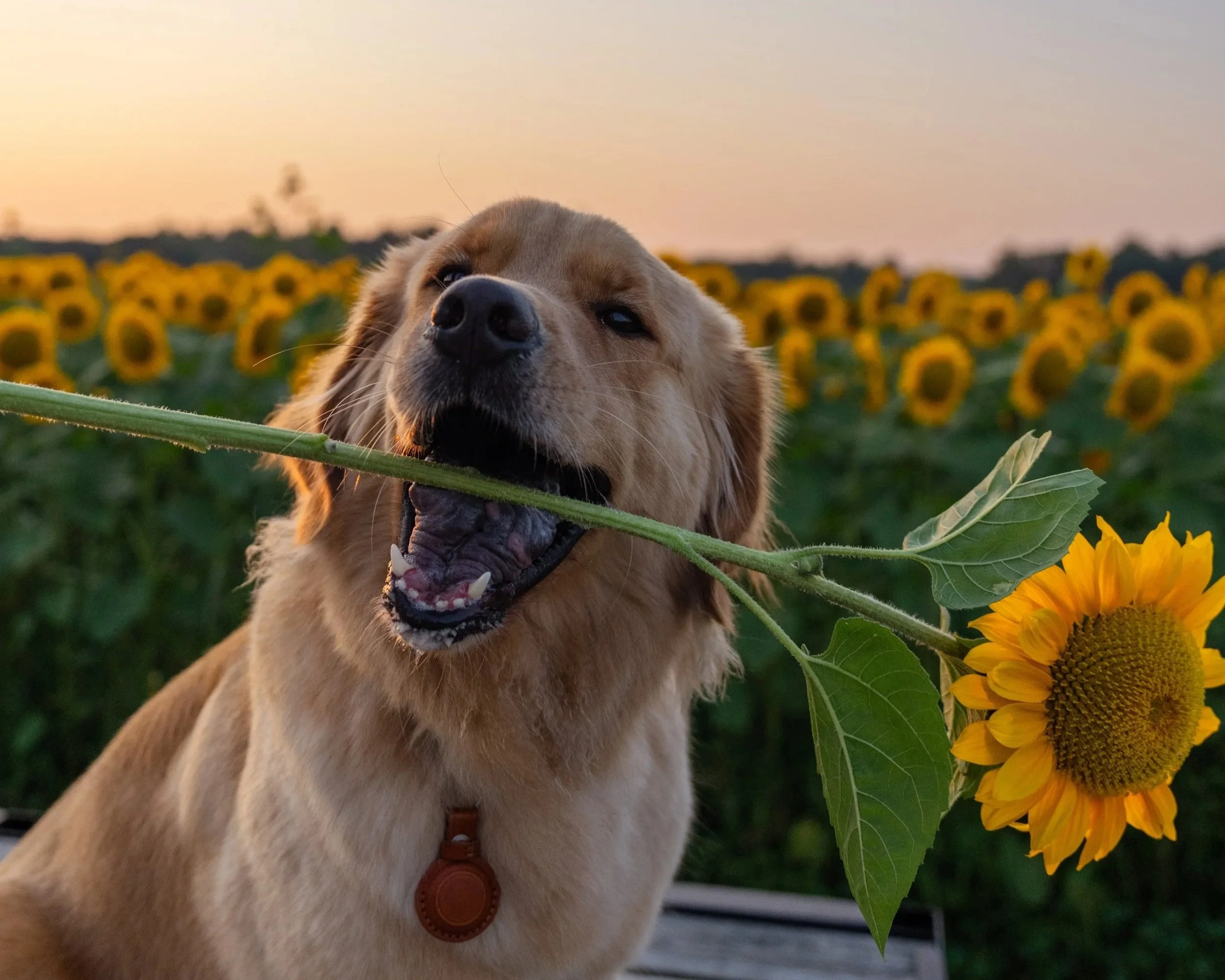A golden retriever dog holding a sunflower stem in its mouth in a sunflower field at sunset.