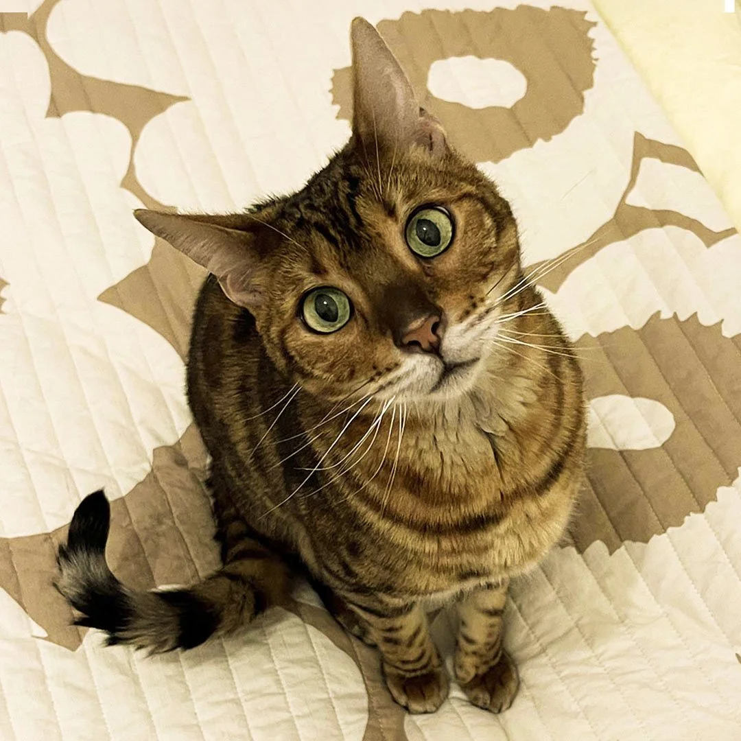 DV×NG_Team_Willi.jpg