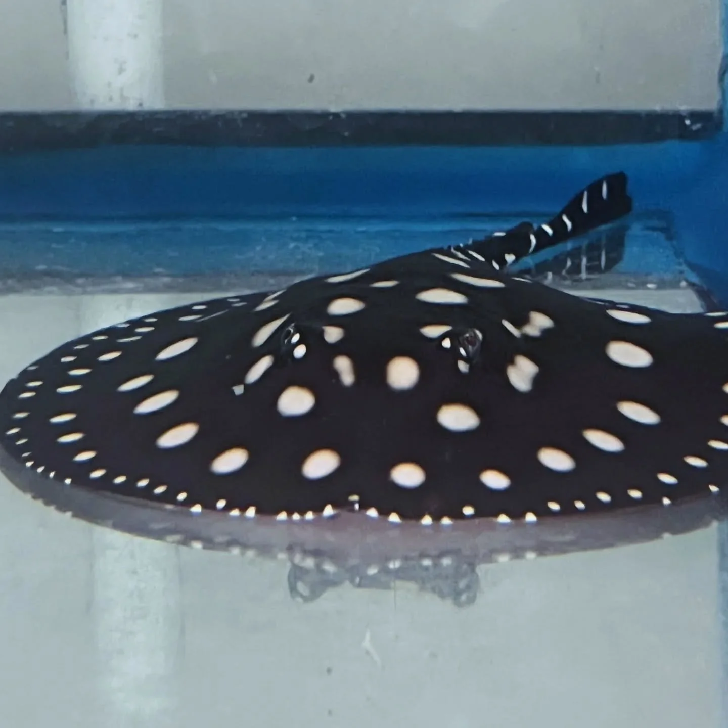 Let's take a moment to appreciate this little guy who looks like he's practically wearing a little bowtie. 🥹🥹🥹🎀🥰 

This stingray and others are available for sale at our Ridgemont location. 👏

#stingray #fancy #aquashoppe