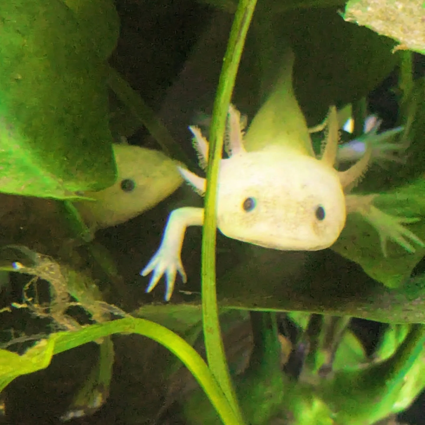 Psst... Have you heard the news?! 🧐 
WE'VE GOT AXOLOTLS IN STOCK NOW! 😍👏 

Available in: 
🩷 Leucistic axolotls are a popular color morph of this aquatic salamander, Ambystoma mexicanum, known for their translucent white color and black eyes. They