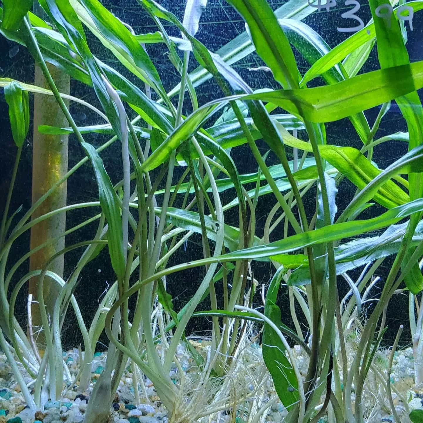 Arrival of new live plants, 25 varieties to choose from! #aquaticplants #aquascaping #tropicalfish #aquariumhobby #aquariumplants #petworldrochester