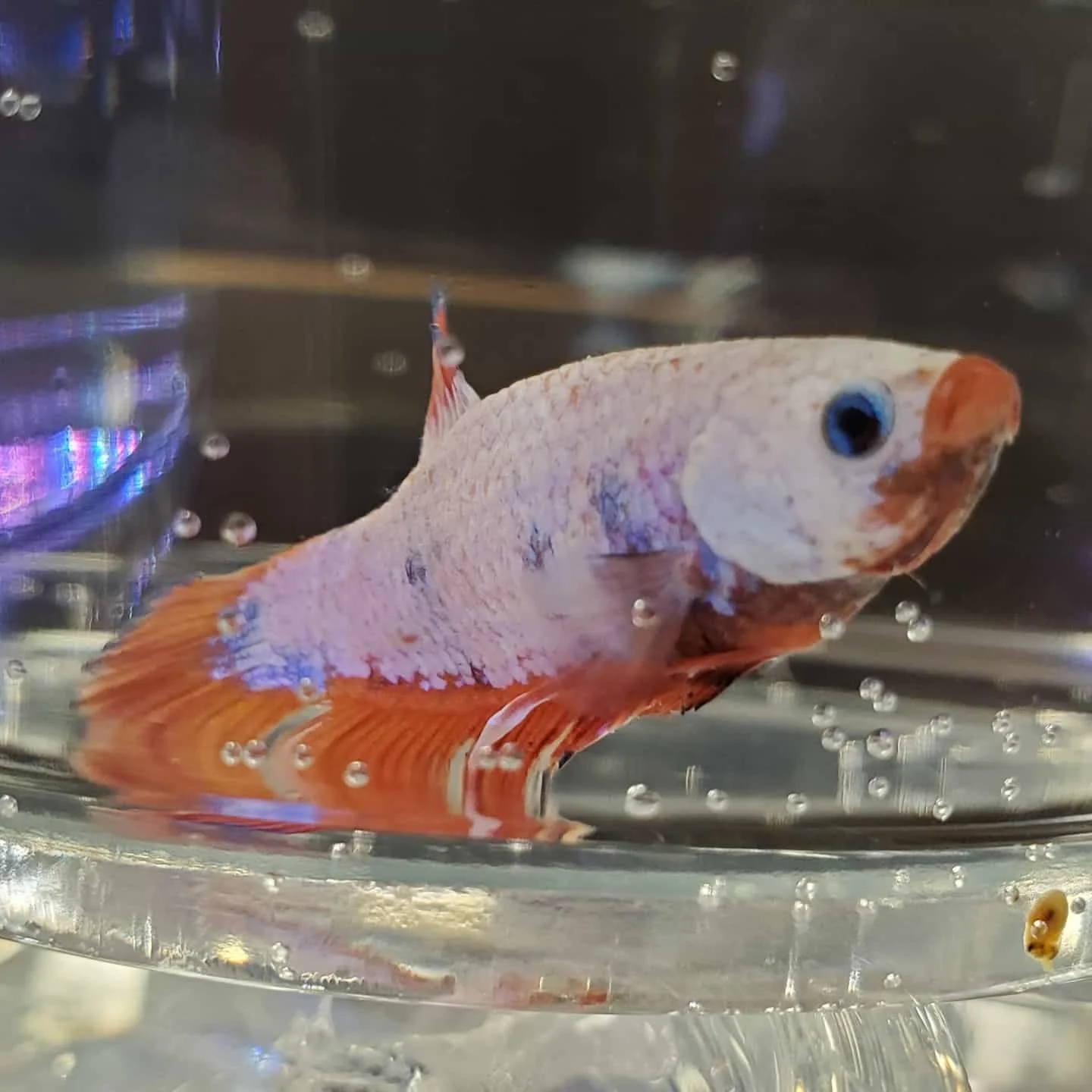 Grow your Betta Sorority! Huge shipment of female bettas thisvweek #betta #bettafish #bettacommunity #bettasorority #bettasofinstagram #tropicalfish #petworldrochester