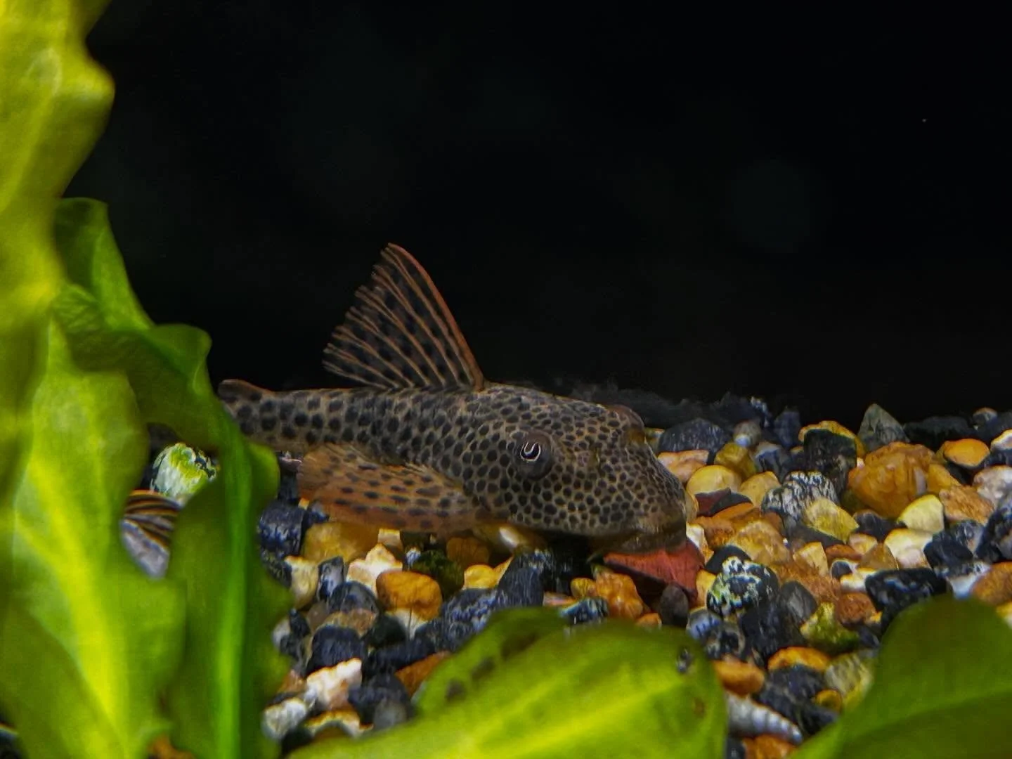 New schools of fish, with endless beauty ! Come on down and check them out available in Greece and Fairport! 🐠🦐🫧

Ridgemont Plaza -585.225.8700
Country Club-585.381.3870. 

 #newfish #lfs #fishfriday