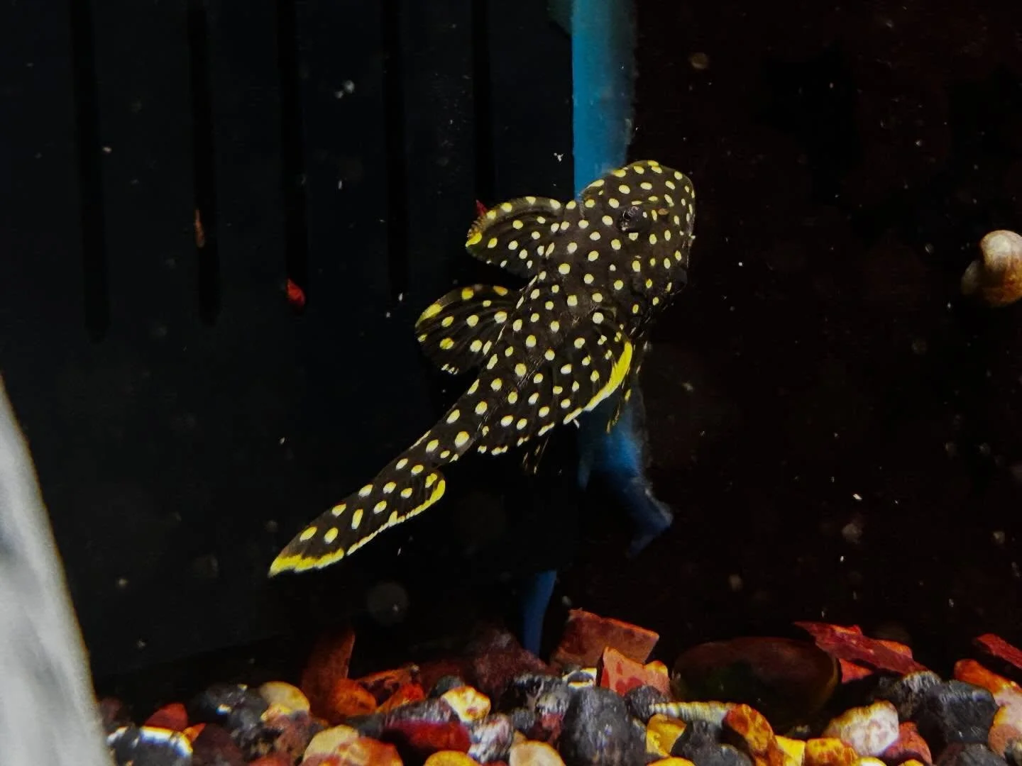 New fins on the block ! Swim on down and check them out!🐠🫧

Ridgemont Plaza -585.225.8700
Country Club-585.381.3870. 

 #newfish #shoplocal #aquariumhobby #lfs