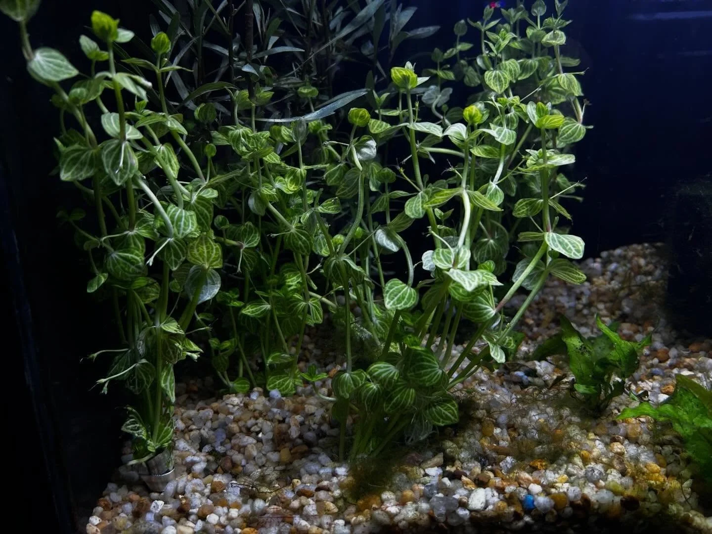 Looking to &ldquo;bring the river home?&rdquo; You&rsquo;re in luck ! New plant shipment just arrived ! Nice bunches of green hedge , magenta rotala , dwarf hair grass , micro sword (mat) , ambulia and many more. 🌿🌱

Ridgemont Plaza -585.225.8700
C