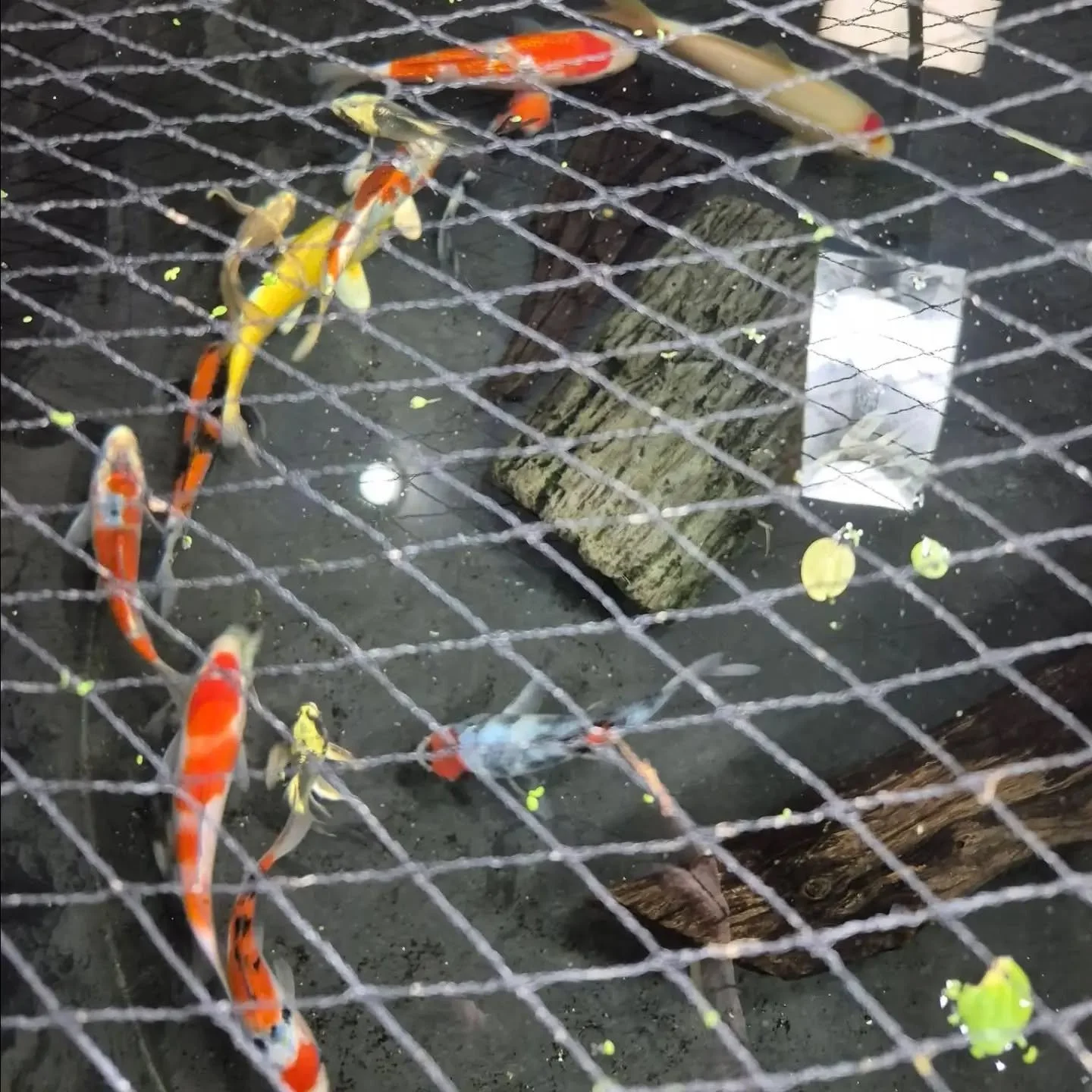 Koi have just arrived at our Greece store and are coming soon to our Fairport location!

In addition to the normal stock, we have received some Balloon body koi as well!

***Koi will be available on 4/02***