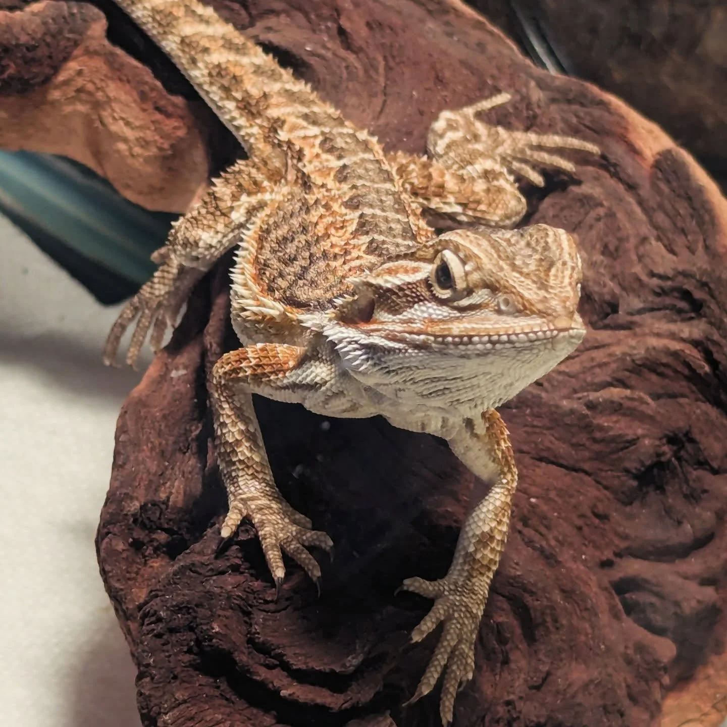 Bearded Dragons get their name because of a behavior where they puff out and darken the spiky skin around their throats, which looks like a beard. Bearded dragons are omnivorous reptiles, as they eat both greens and insects. They are one of the most 
