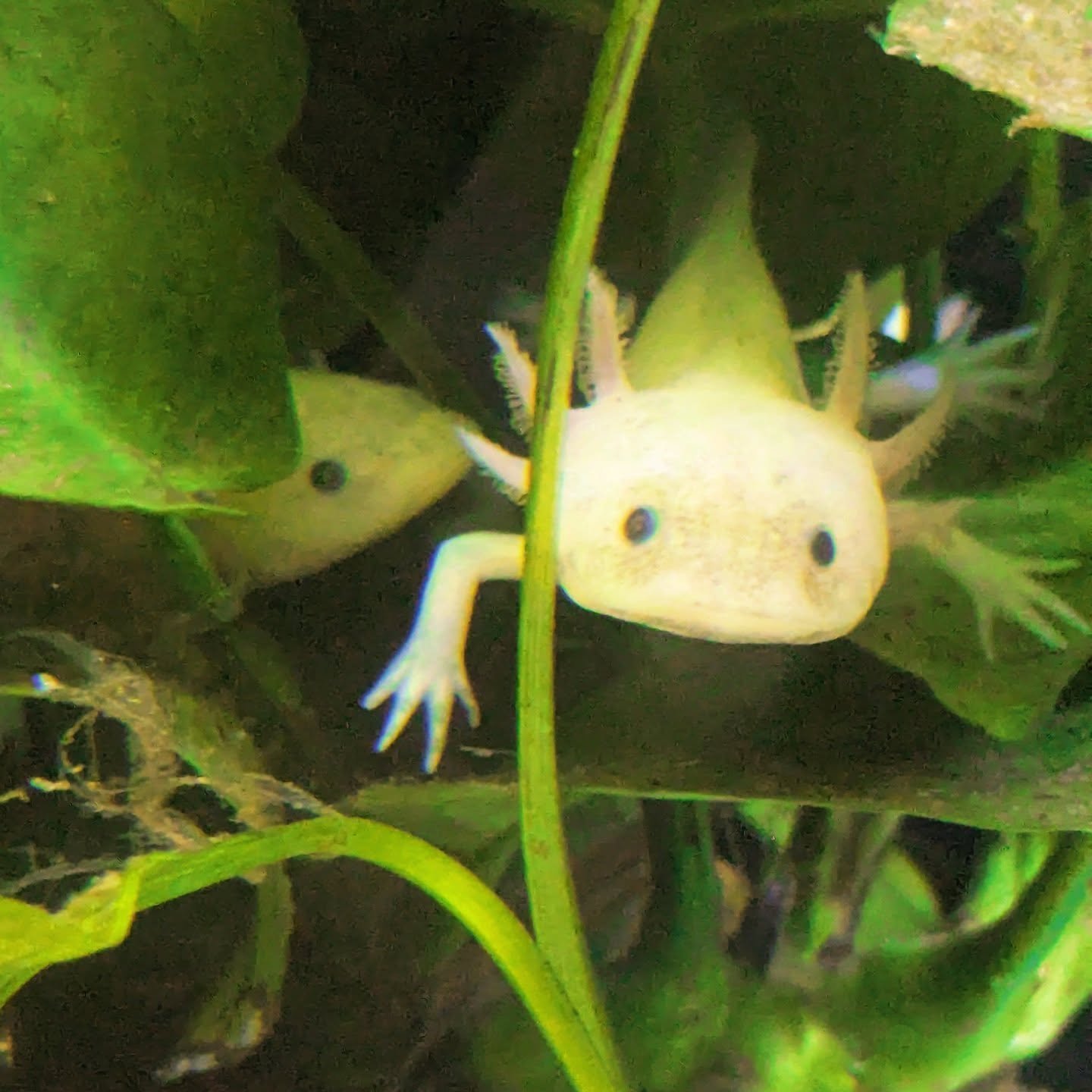 Psst... Have you heard the news?! 🧐 
WE'VE GOT AXOLOTLS IN STOCK NOW! 😍👏 

Available in: 
🩷 Leucistic axolotls are a popular color morph of this aquatic salamander, Ambystoma mexicanum, known for their translucent white color and black eyes. They