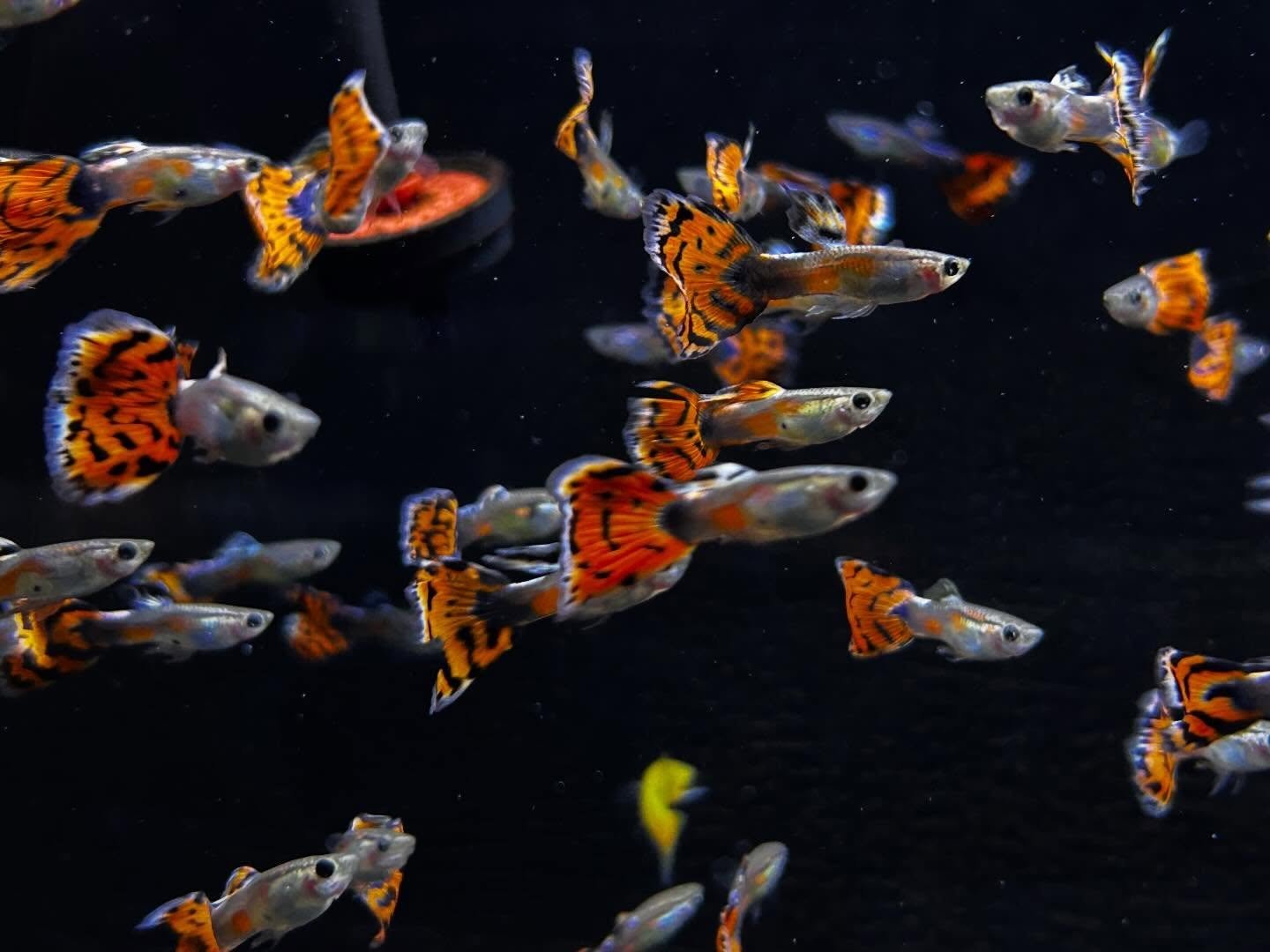 Guppy&rsquo;s galore , huge livebearer shipment just hit the floor! Will all be at the Fairport/Country Club location Friday ! 🐠📦

Ridgemont Plaza -585.225.8700
Country Club-585.381.3870. 

#localfishstore #newfish #guppys #livebearer #aquariumhobb