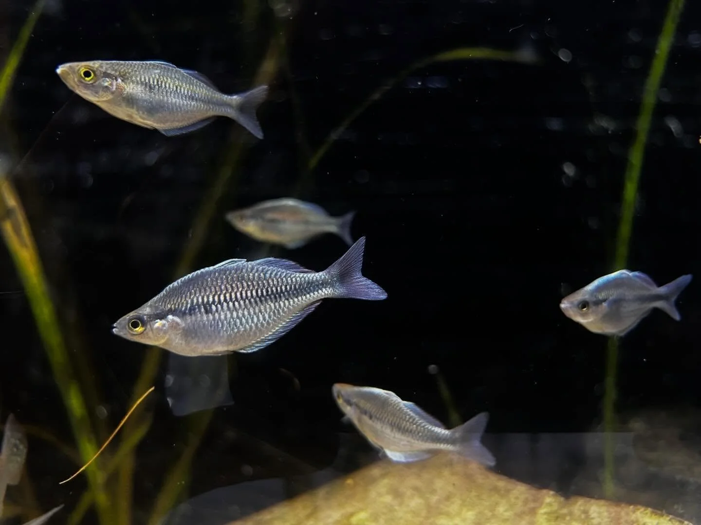 Fin-tastic fish just arrived! Water you waiting for? Come on down and check them out 😁🐠🦐

Ridgemont Plaza -585.225.8700
Country Club-585.381.3870.

#newfish #localfishstore #aquariumfish #fishtank