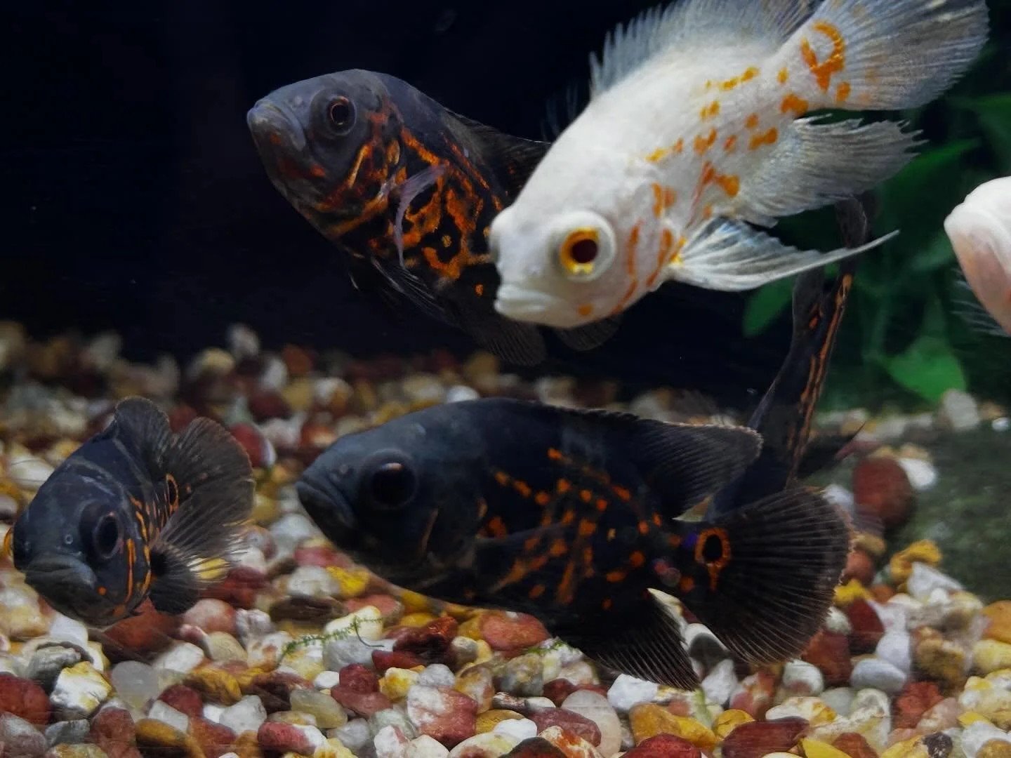 Looking to &ldquo;spice&rdquo; up your tank? Your in luck come on in and check out some of these art work worthy fish !🐠🐟

Ridgemont Plaza -585.225.8700
Country Club-585.381.3870.

#chiclidfish #newfish #localfishstore