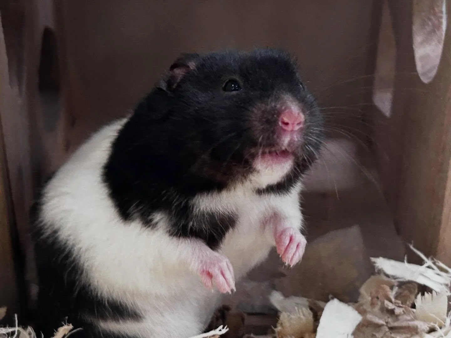 So many small animals looking to scurry home with you this spring!🌷🐹🐀🐭

Ridgemont Plaza -585.225.8700
Country Club -585.381.3870

#smallanimals #rats #hamster #guinniepig