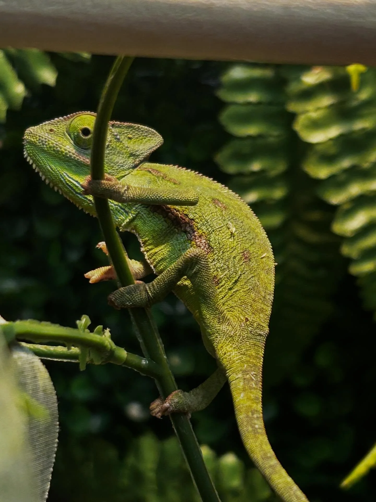 You guessed right !! CHAMELEONS , we&rsquo;ll be ready in the next few days while we settle in to our new home . Stop on down and check them out 🦎🥰
 
Stay tuned for new reptile post coming soon!

Only available at ridgemont location as of right now
