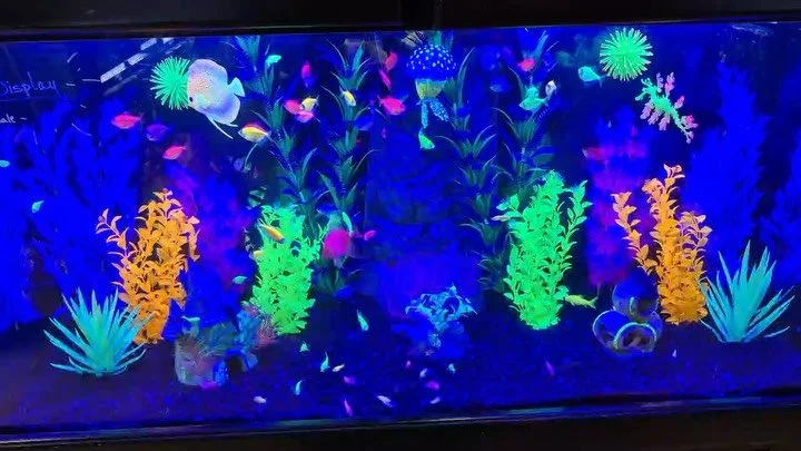Neon vibes only ! Come on down and check out our new addition starfire red glo gourami ! We&rsquo;ll have them out for you tomorrow 🐠😊🐟🌟

#glofishtank #glofishaquarium