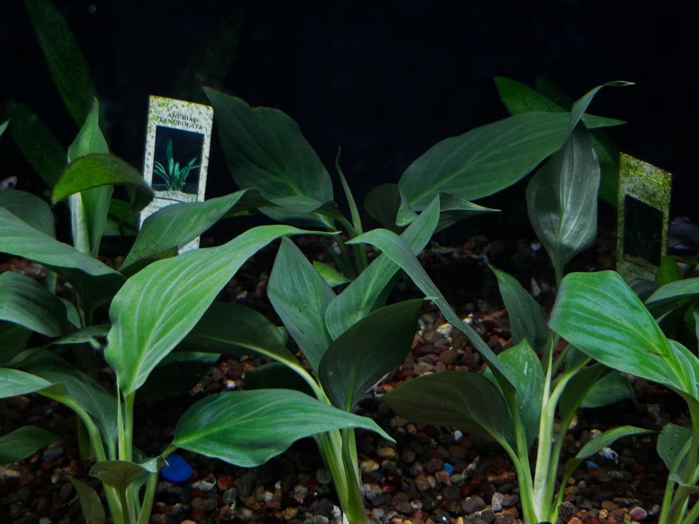 Aquatic plant shopping> any other shopping ! Come on down and grow your underwater jungle one plant at a time !😁🌿🌱

Ridgemont Plaza -585.225.8700
Country Club-585.381.3870.

#newplants🌱  #freshwaterplants #plantscape