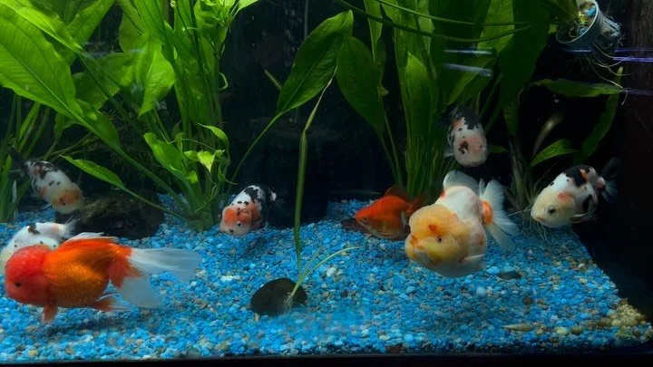 Pond season is HERE🐠 ! Healthy active and ready for their new home! 🌊🐟

 Ridgemont Plaza -585.225.8700
Country Club-585.381.3870.

#koipond #fancygoldfishlove #ranchugoldfish 
#shortbodykoi #bigfish