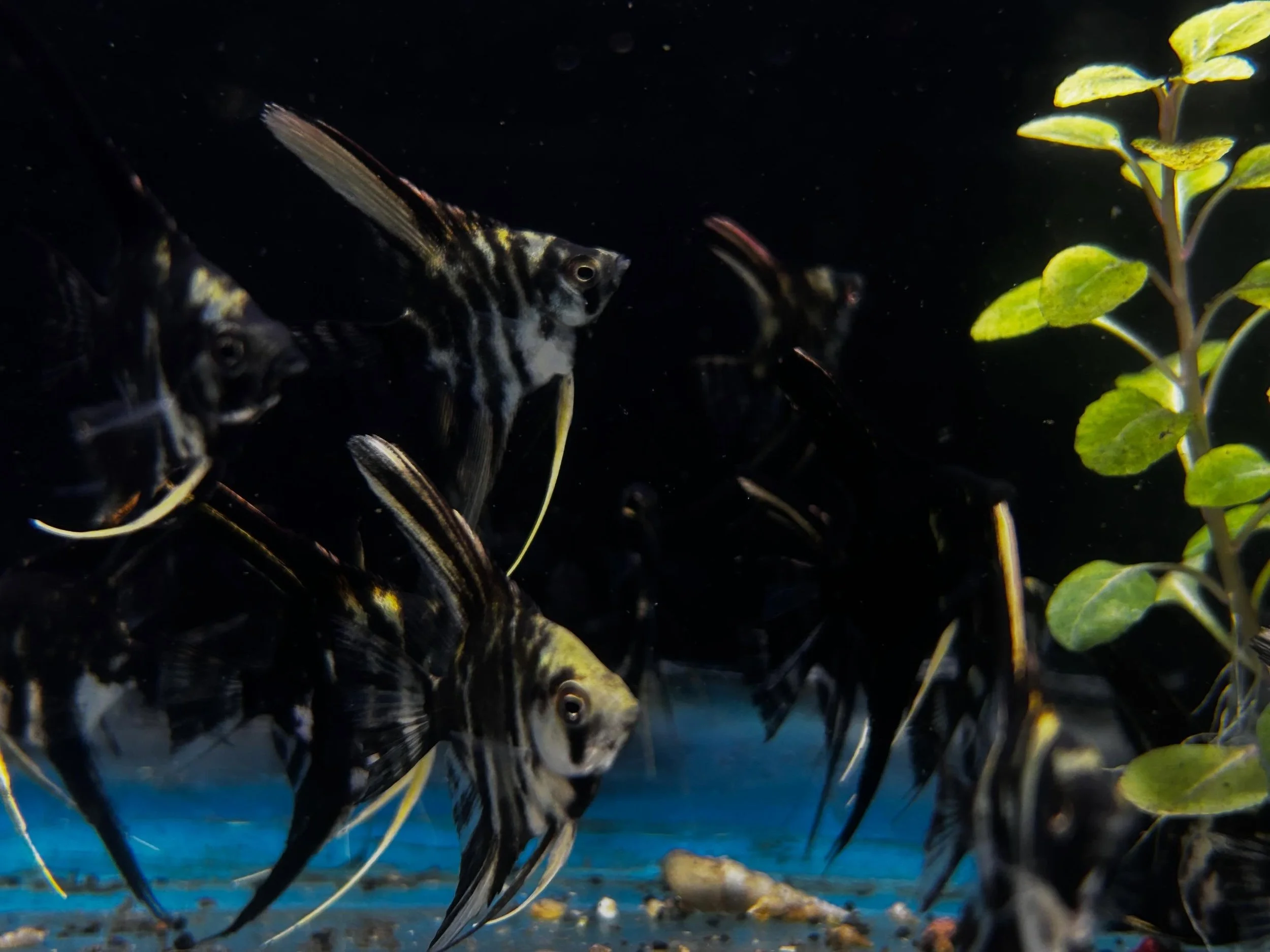 NEW FISH ALERT🚨! Fish are in (both stores ) and tanks are full stop on in and check them out! 🐠🐟

Ridgemont Plaza -585.225.8700
Country Club-585.381.3870.

#newfish