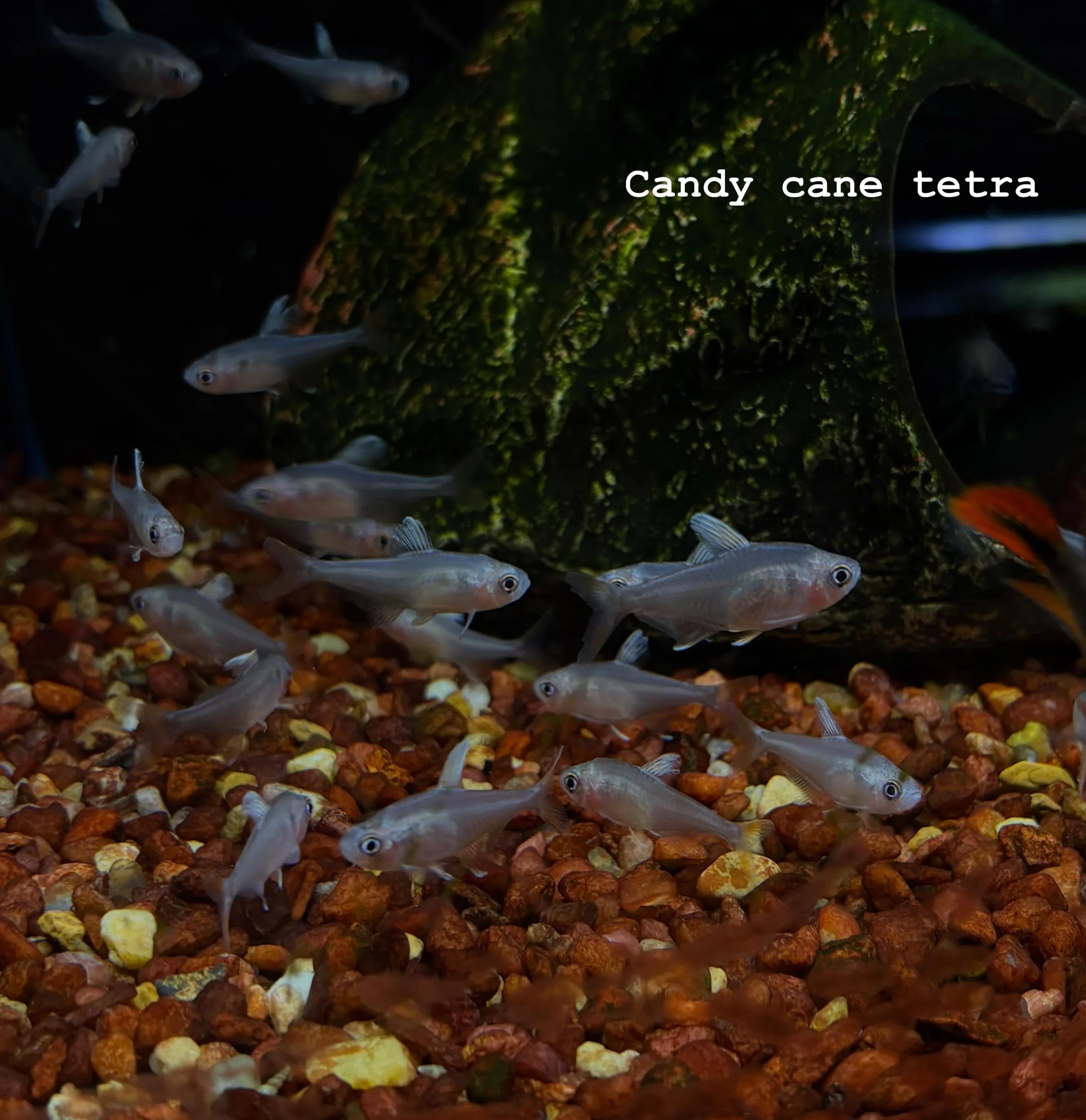 All our new arrivals are in and ready to come home with you ! Hurry on down and come get first look 👀🐠! 

Ridgemont Plaza -585.225.8700
Country Club-585.381.3870.

#newfish  #fishfriday🐟 #plattys #cichildfish #geophagus