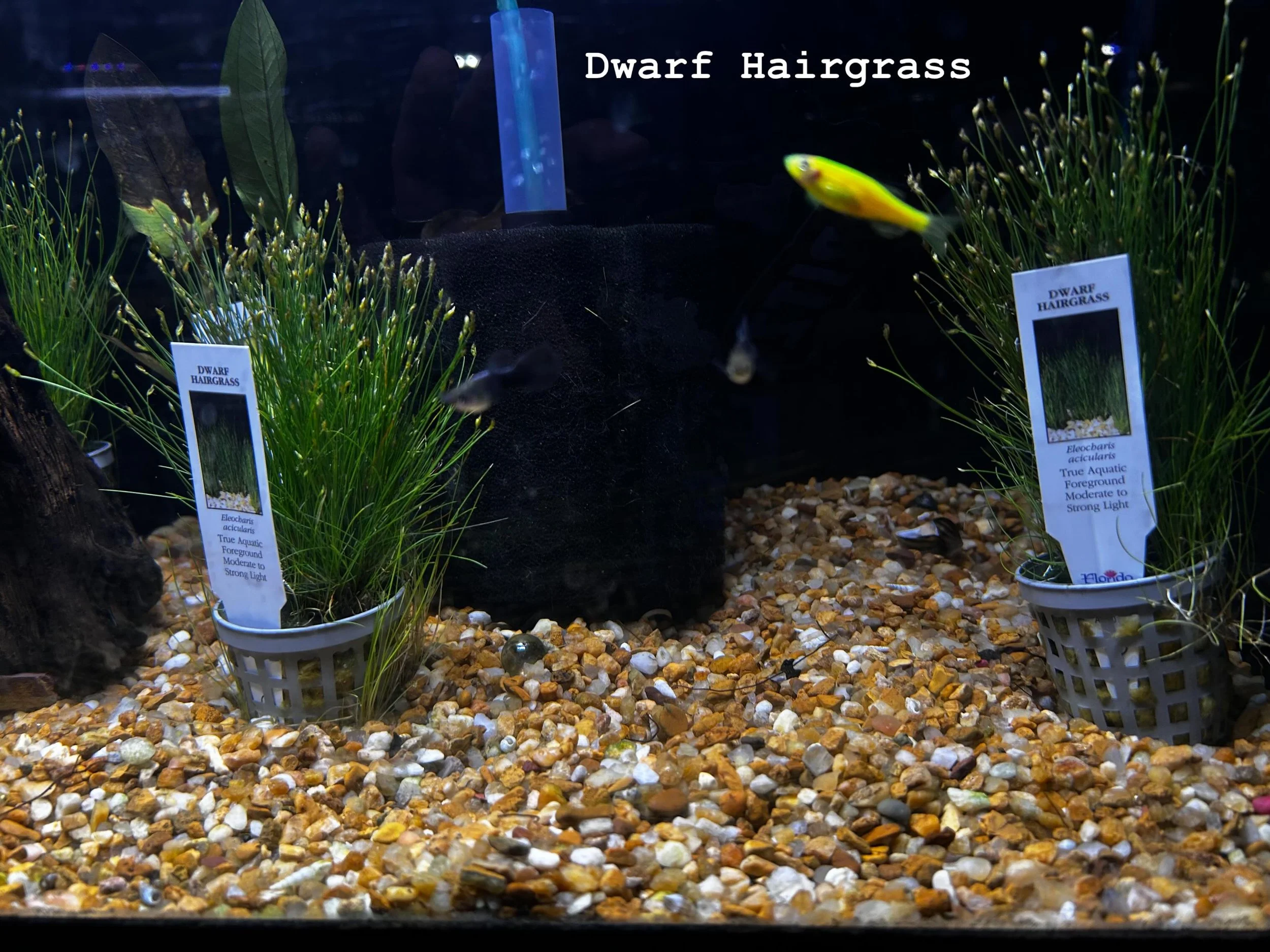 🌱Looking to liven up your tank ?  Your in luck come on down and check out some of this weeks new aquatic plants !🪴 

 Tons of beginner friendly and low maintenance plants ! Keeping aquatic plants helps reduce nitrate in your water . Don&rsquo;t be 