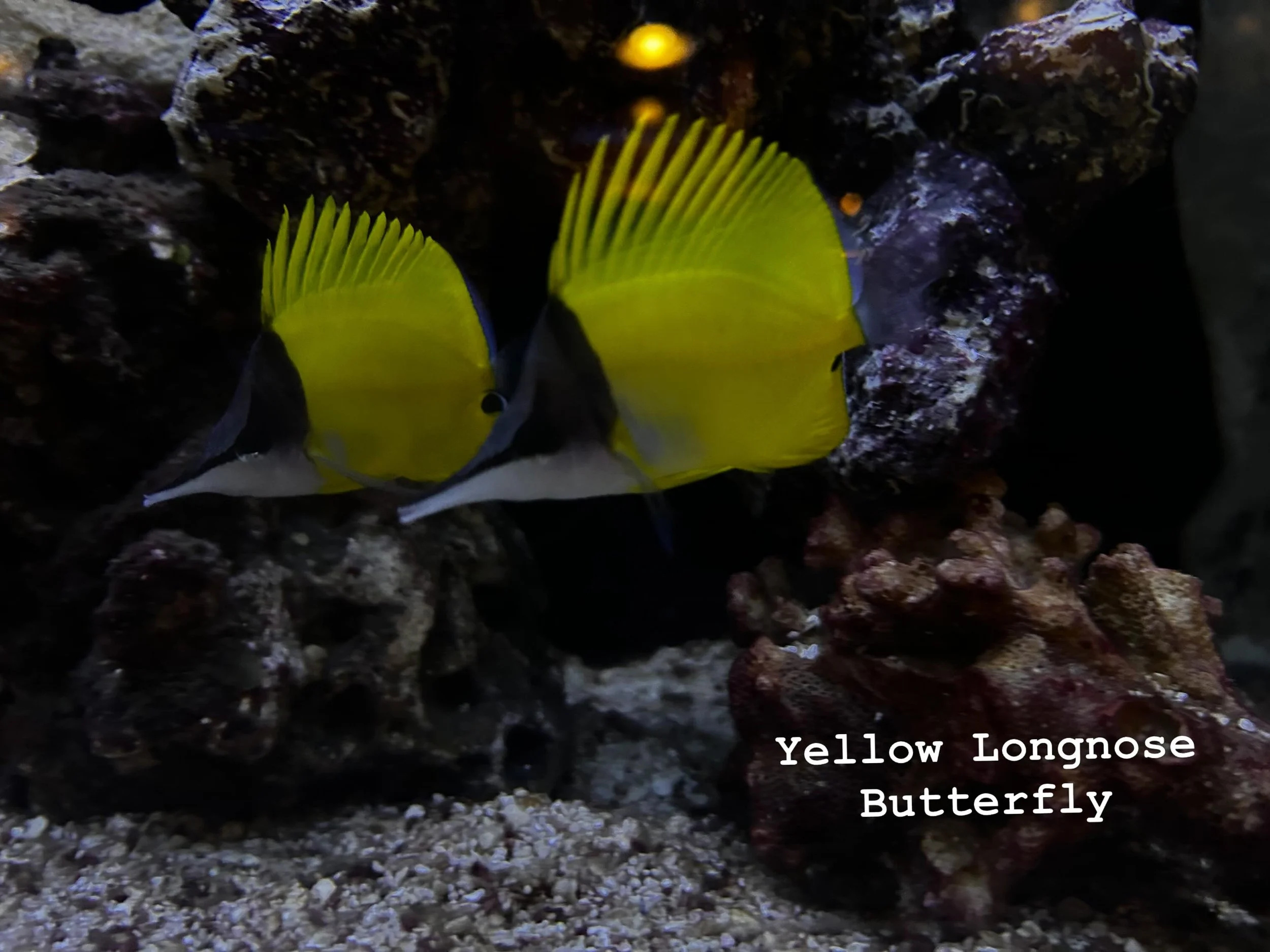 New saltwater fish are settling in BEAUTIFULLY😍! Whether you are upgrading or just starting out, come on down and see these vibrant colors in person! 🐠🐟🌊

(First video is a Panther Grouper - They are ambush predators and can grow up to 2 feet or 