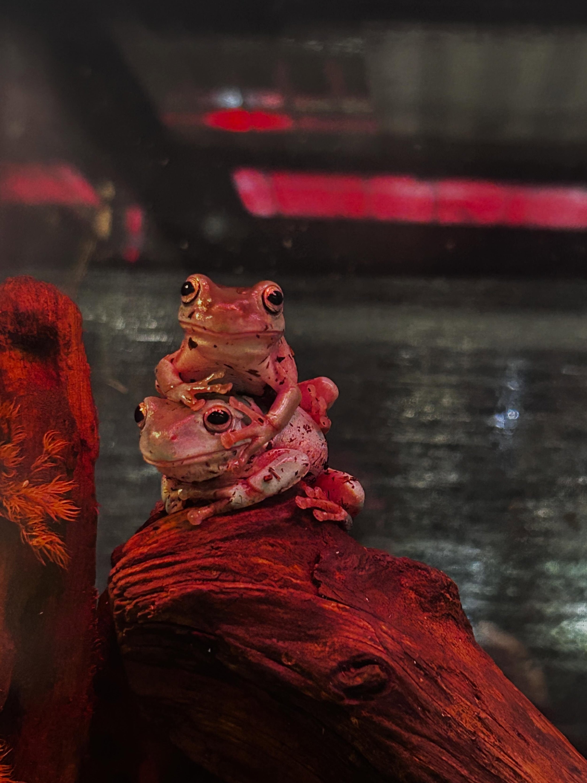 Too cute not to share 🥰🐸

Did you know dumpy tree frogs (also known as whites tree frogs) are known for their calm temperament and &ldquo;permanent smile&rdquo; . Despite the cute chubby appearance these  frogs can jump over 6 feet high ! 

Only av